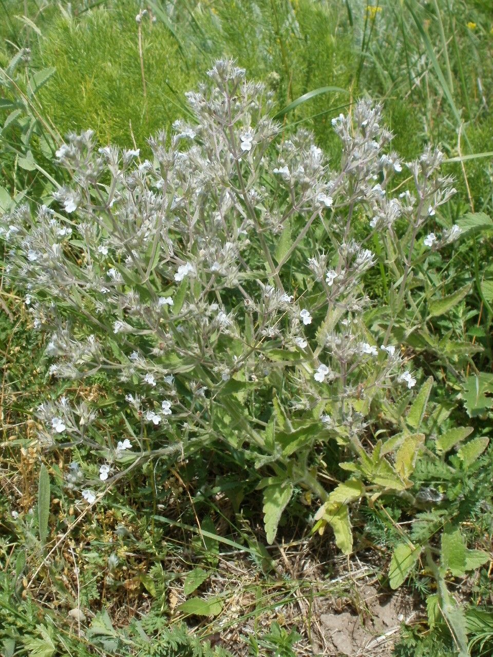 Nepeta ucranica habit