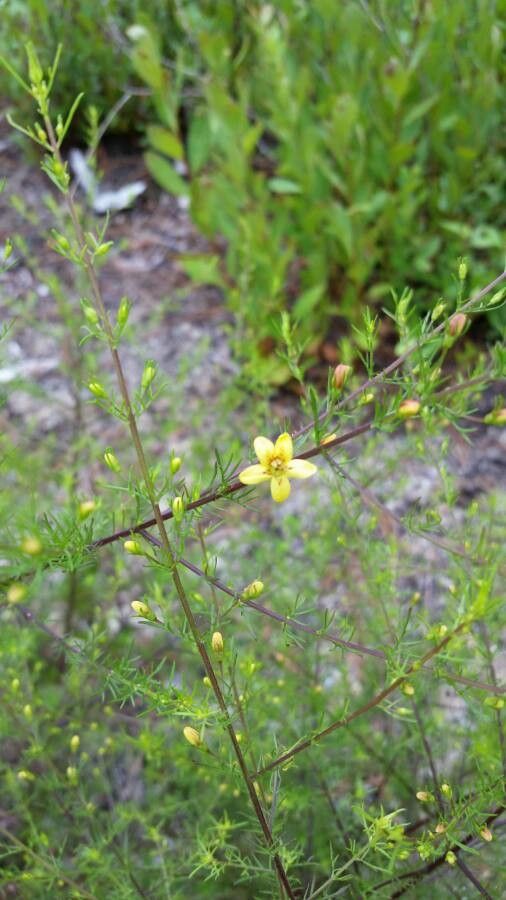 Seymeria cassioides flower