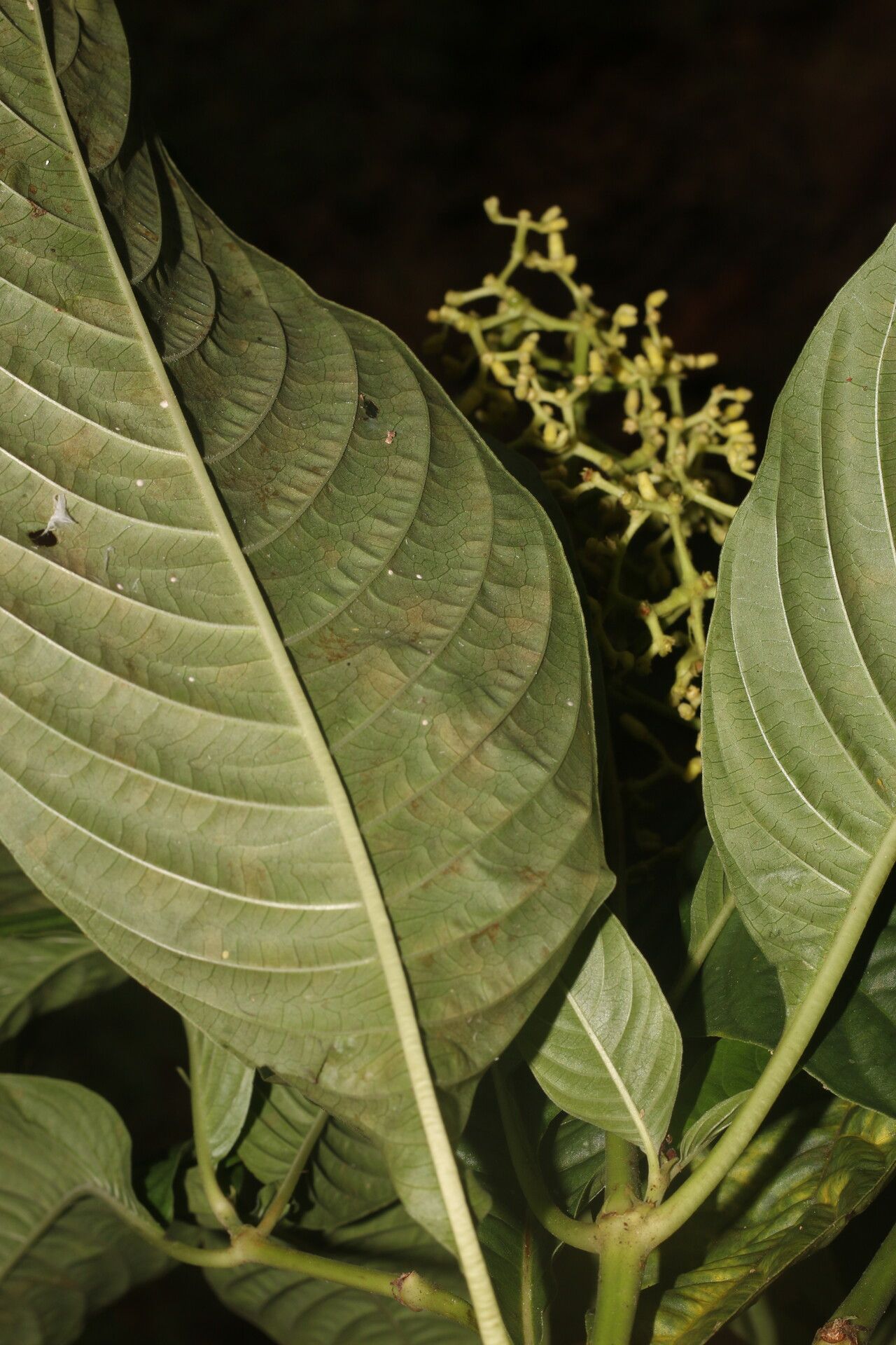 Palicourea berteroana flower