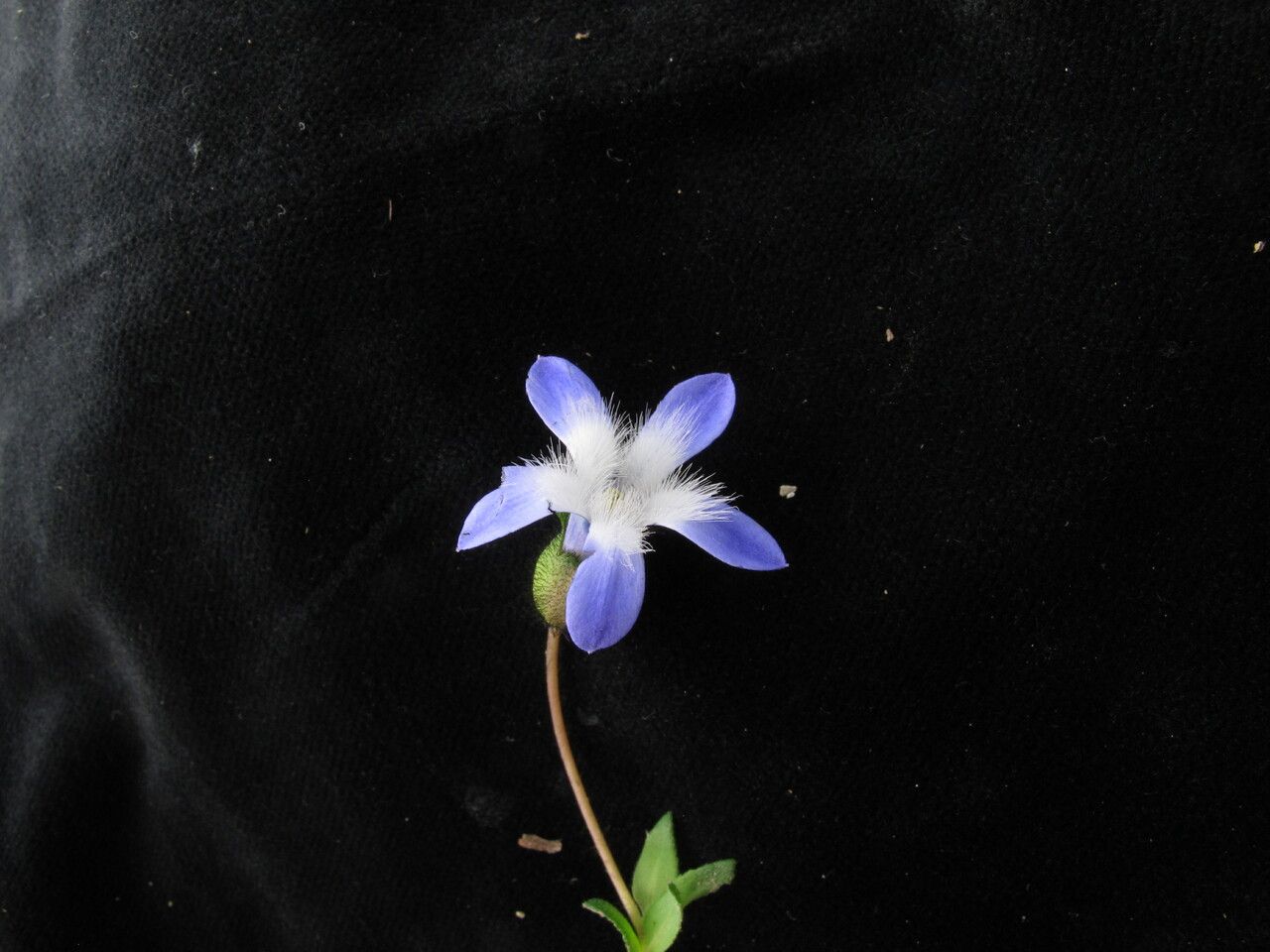 Cyananthus incanus — related species from the same genus