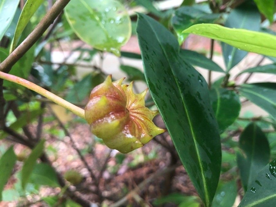 Illicium floridanum fruit