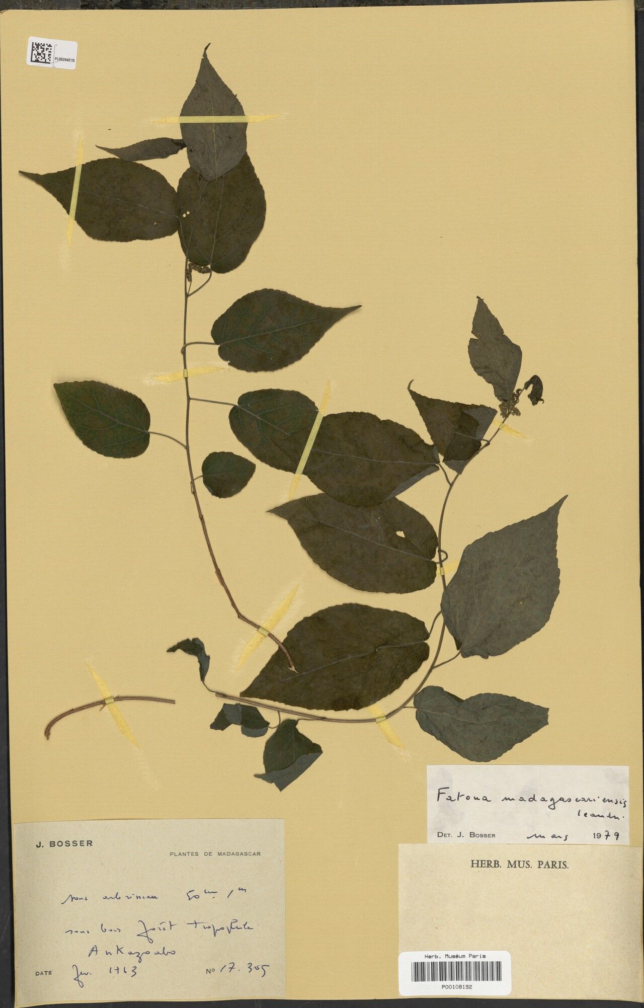 Fatoua madagascariensis