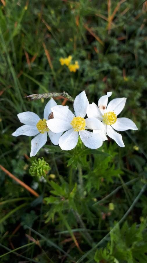 Anemonastrum narcissiflorum flower