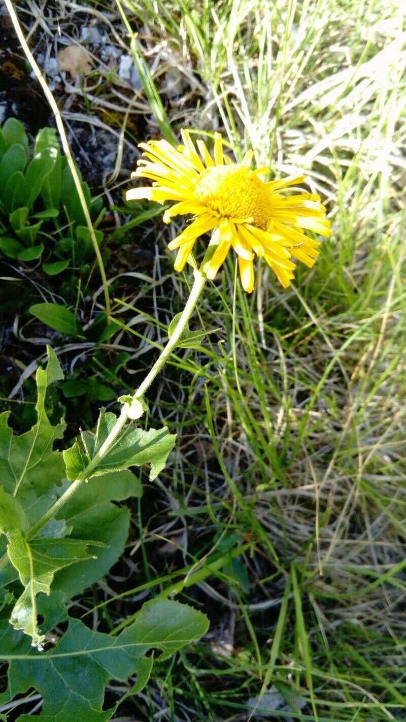 Telekia speciosissima flower