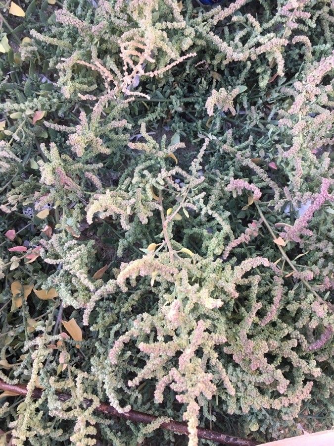 Atriplex tatarica fruit