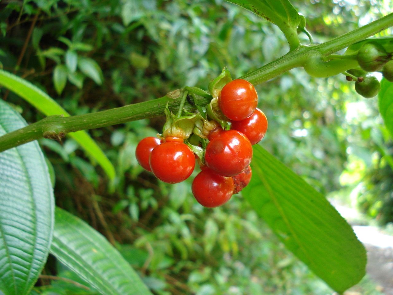 Maytenus guyanensis fruit