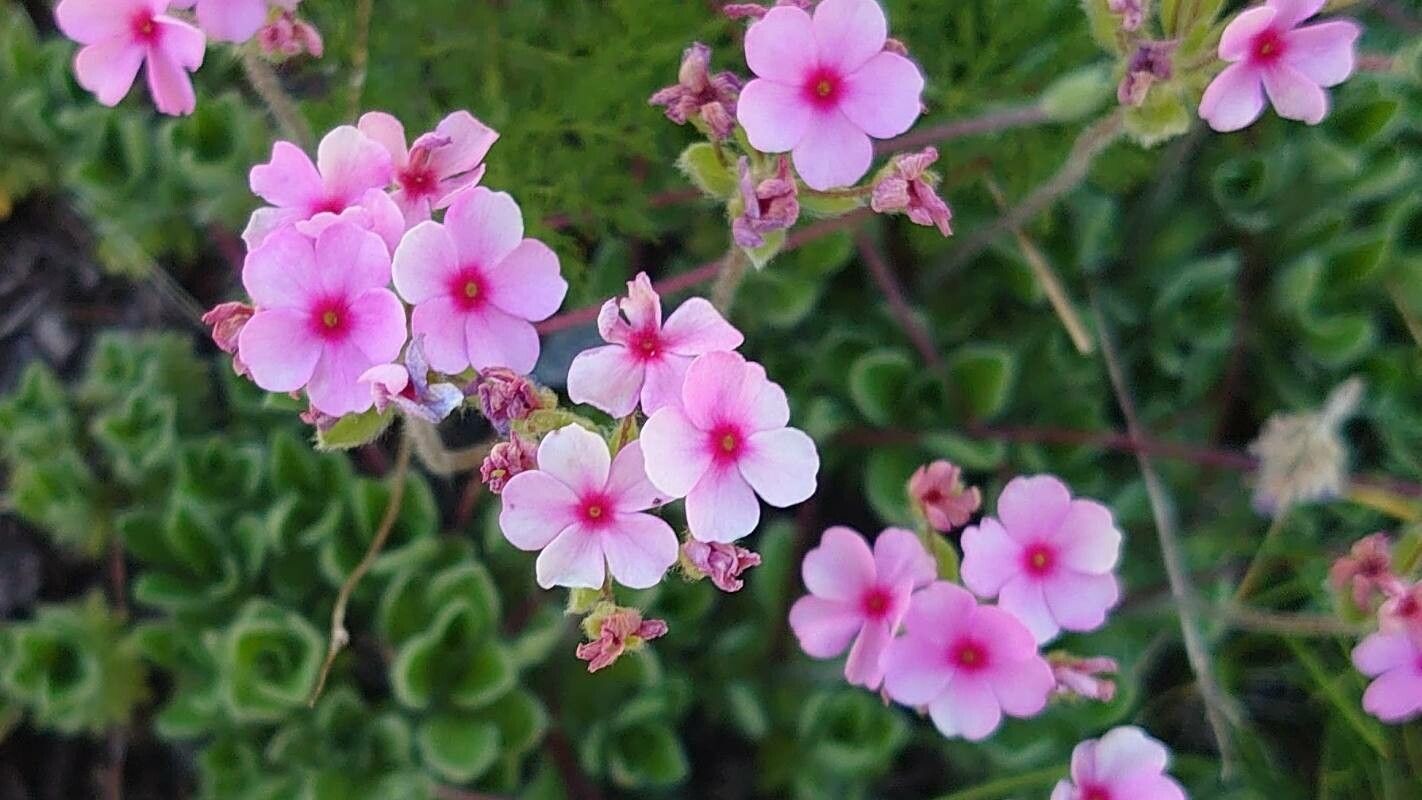 Androsace sarmentosa flower
