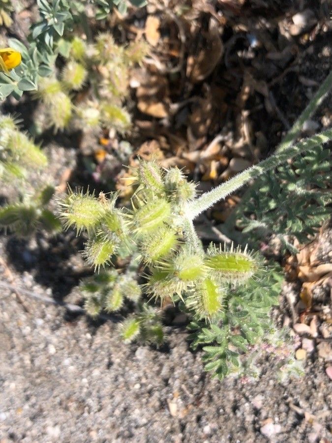 Pseudorlaya pumila fruit