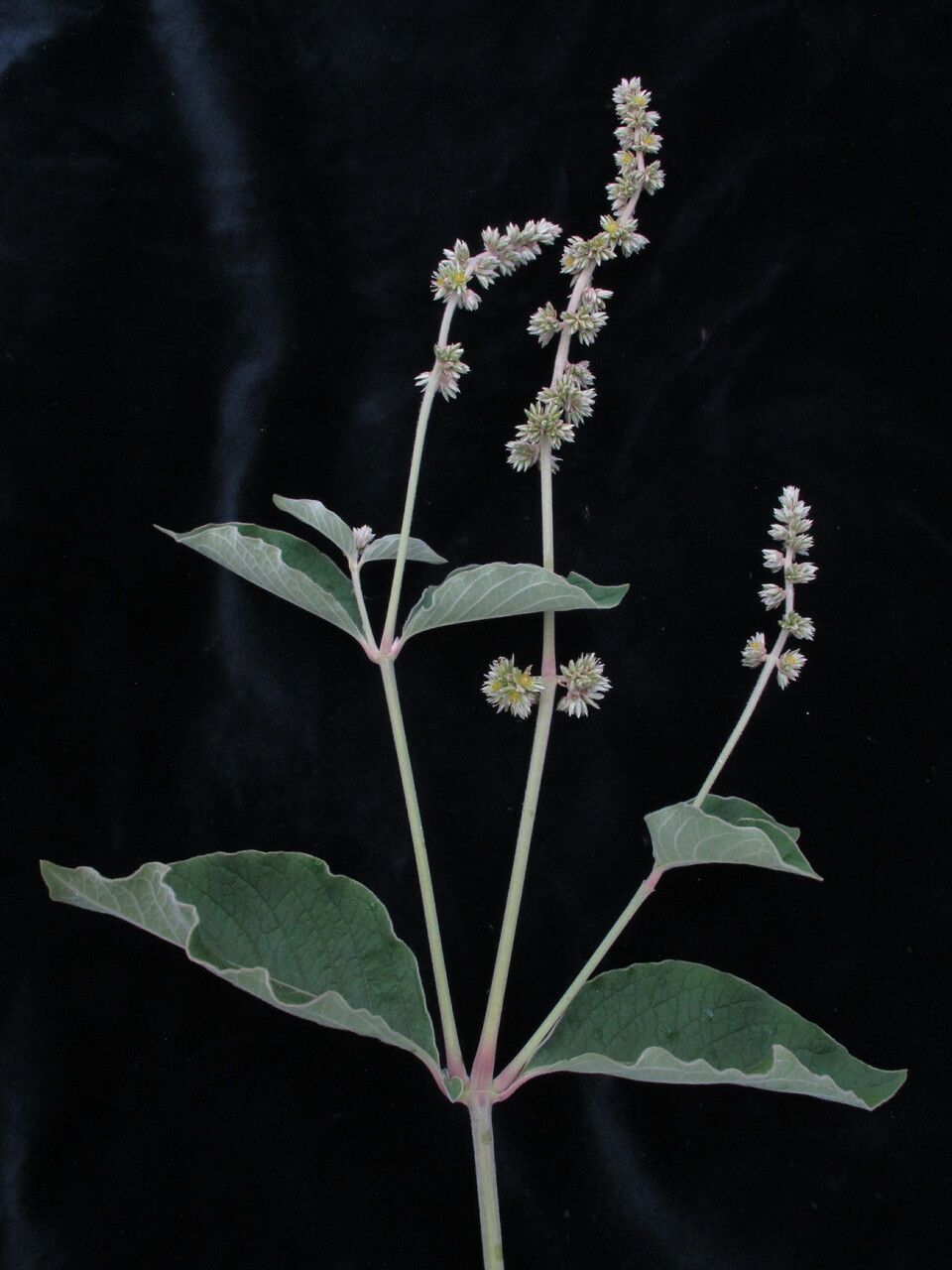 Cyathula tomentosa habit