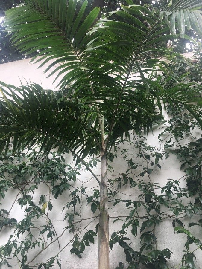 Dypsis lanceolata leaf