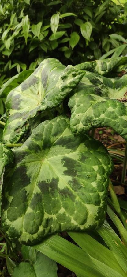 Dysosma difformis leaf