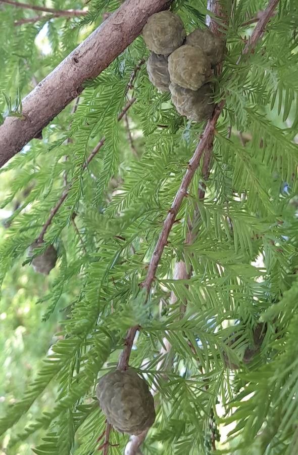 Taxodium huegelii fruit