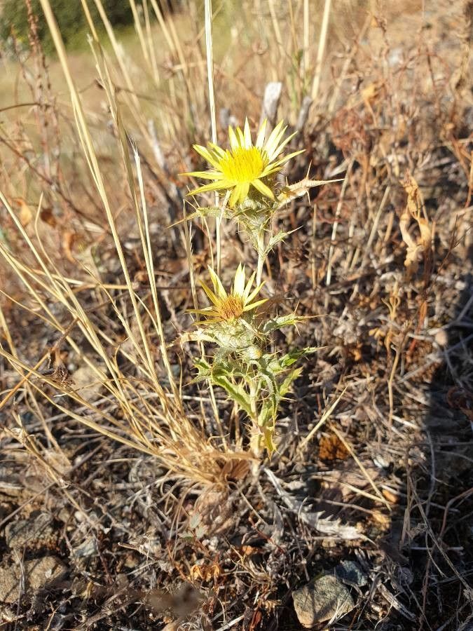 Carlina racemosa habit