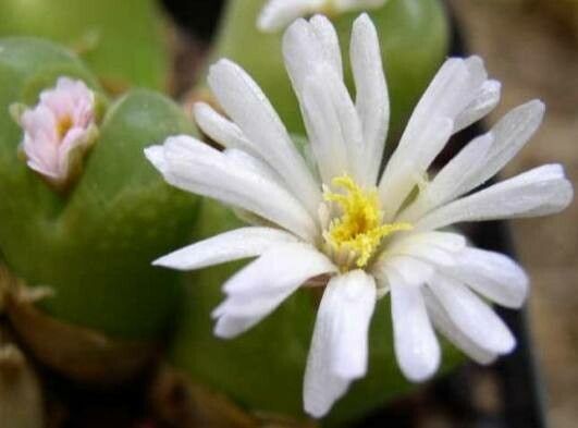 Conophytum praesectum flower