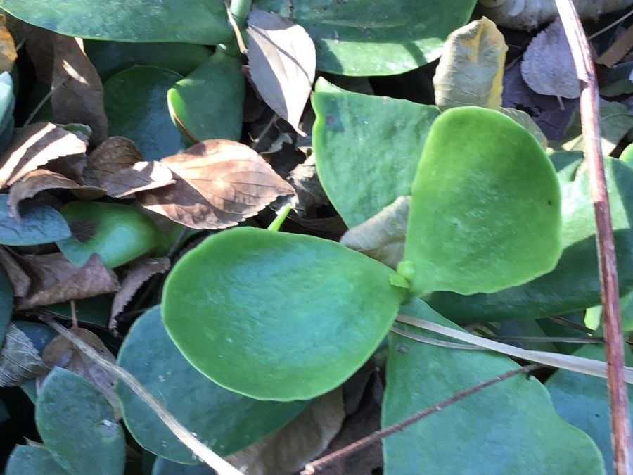 Kleinia grantii leaf
