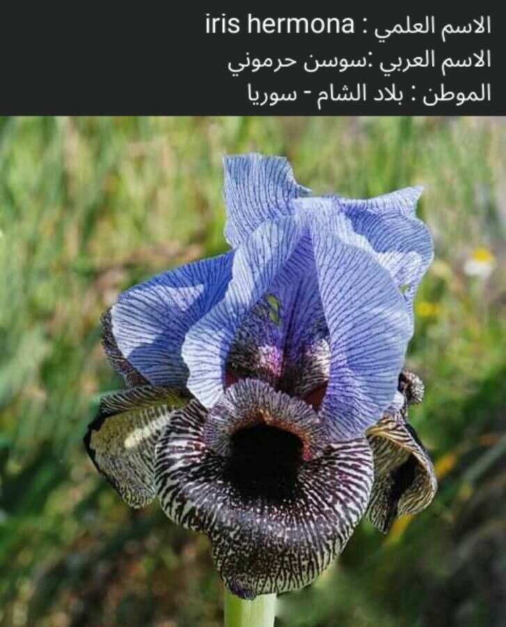 Iris hermona — search result for 'Israel'