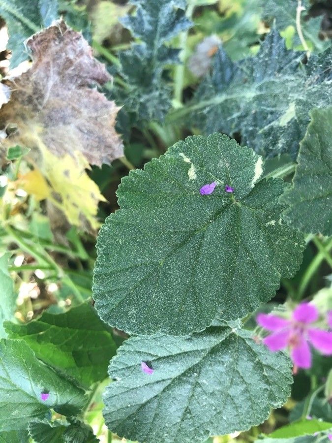 Erodium maritimum leaf