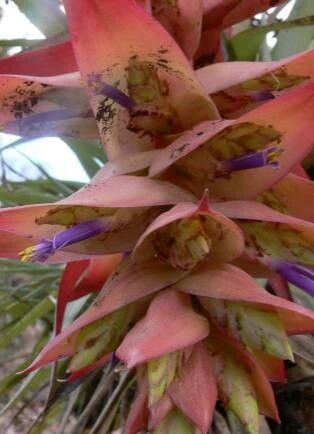 Tillandsia violacea — search result for 'Abies'