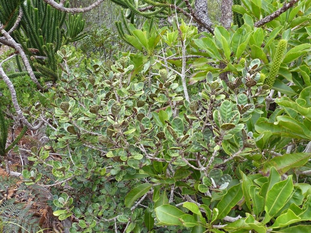 Planchonella crassinervia habit