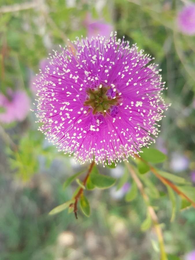 Melaleuca nesophila flower