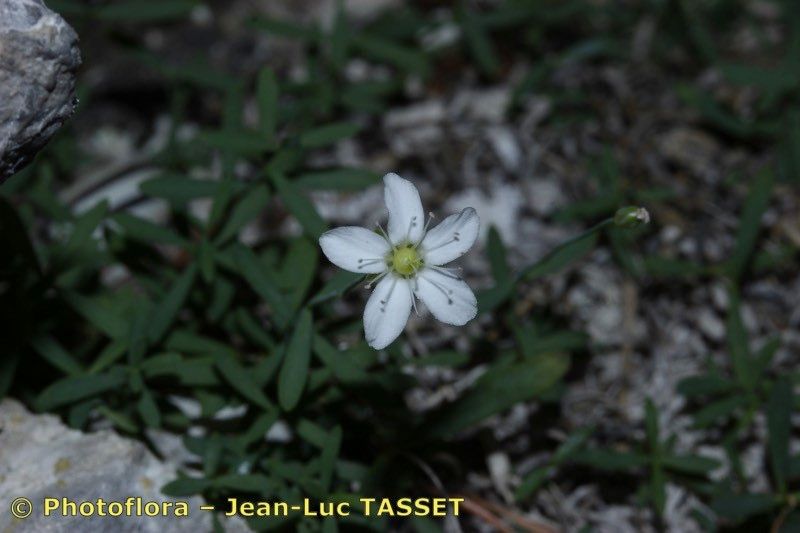 Moehringia lebrunii flower