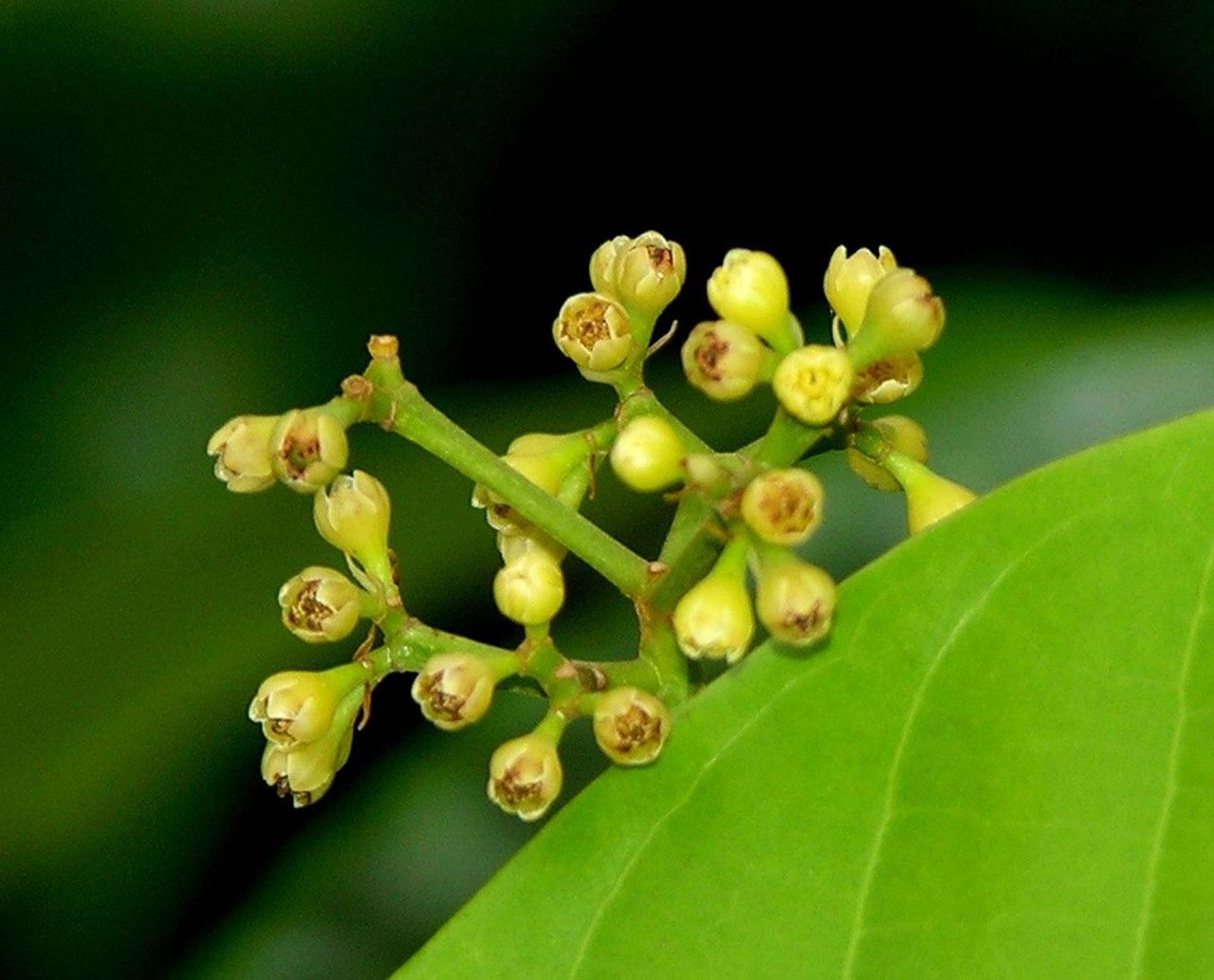 Ocotea pentagona fruit