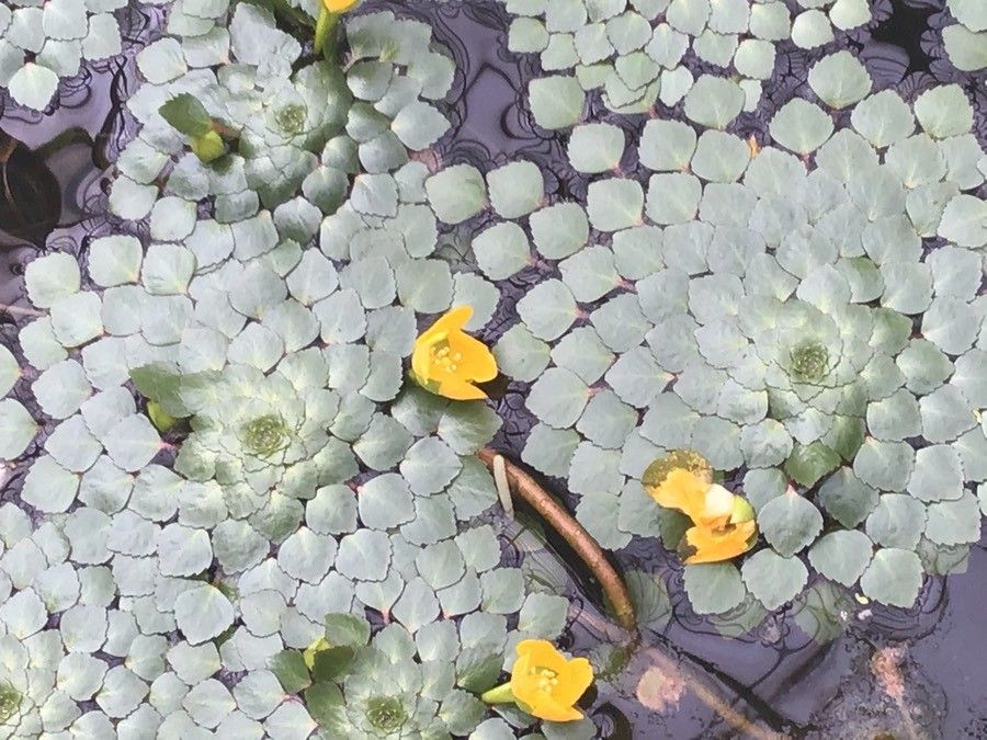 Ludwigia sedioides flower