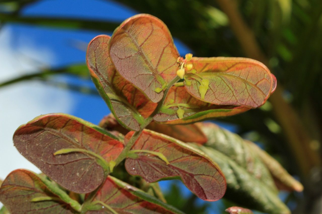Phyllanthus poueboensis habit