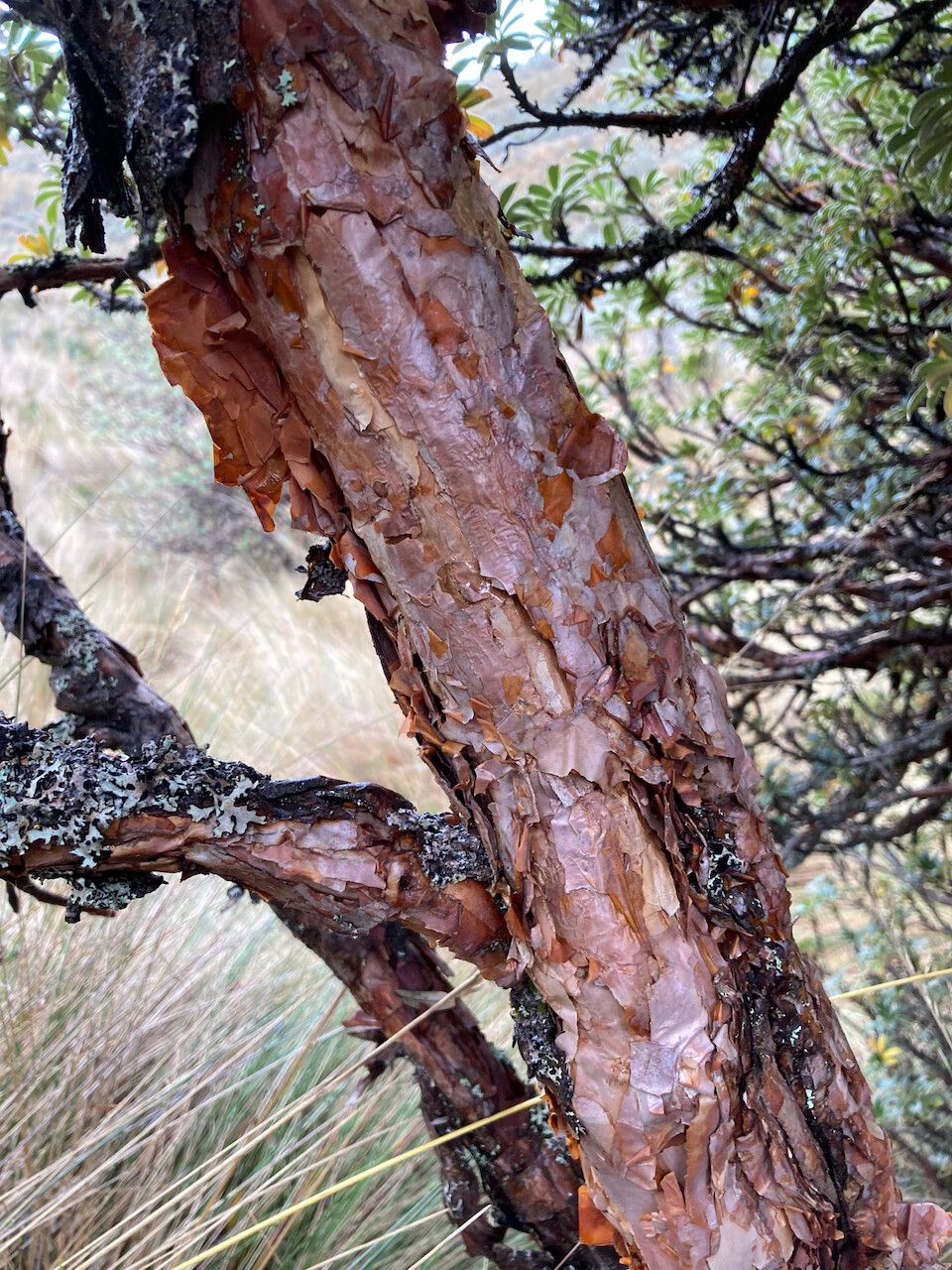 Polylepis sericea bark