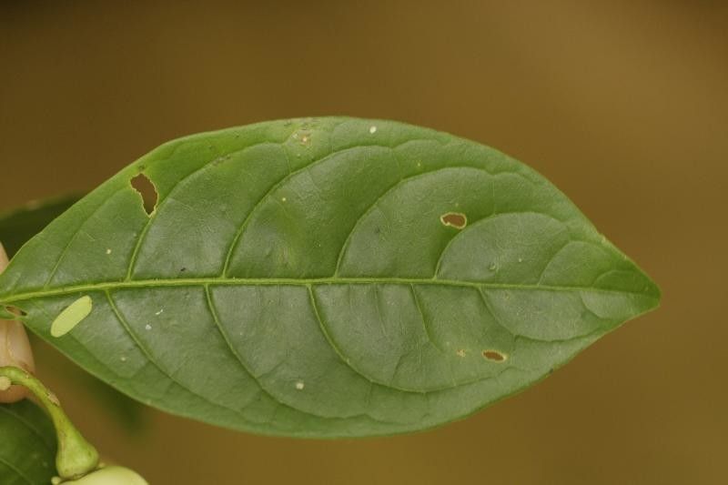 Solanum leucocarpon leaf