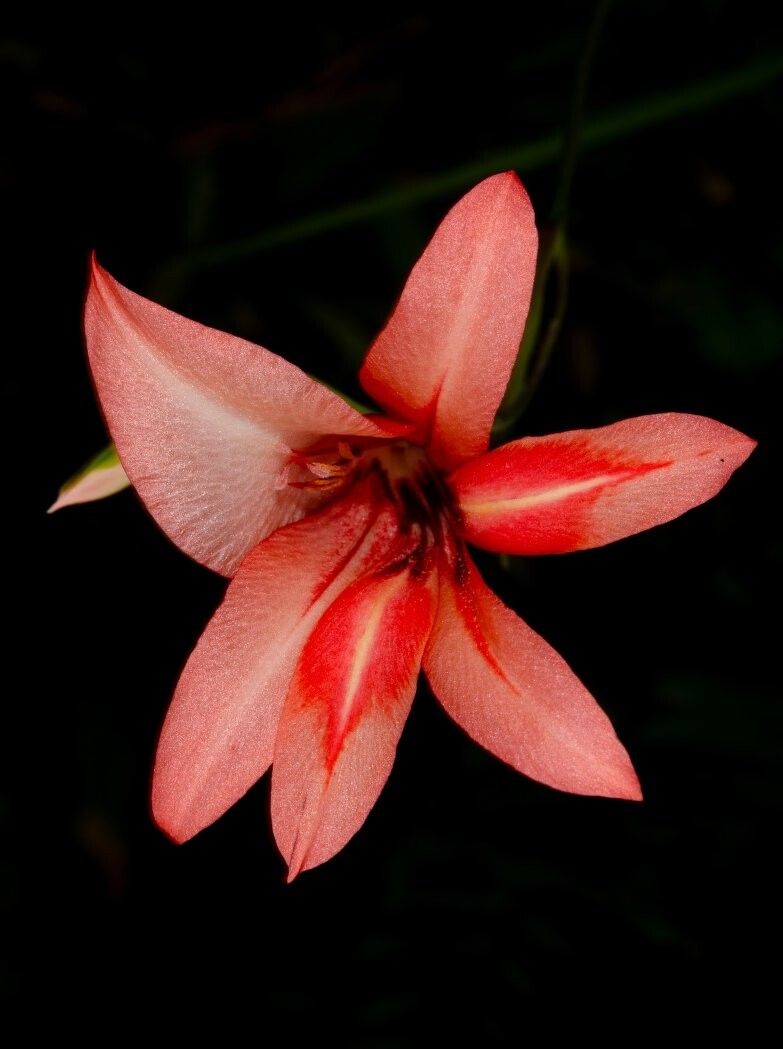 Gladiolus mirus — search result for 'Gladiolus'