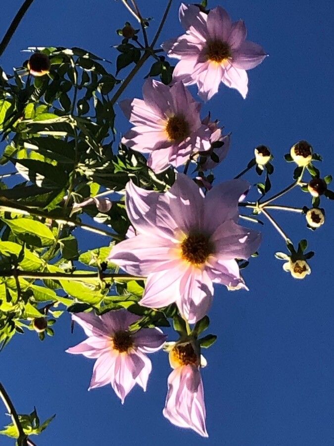 Dahlia excelsa flower