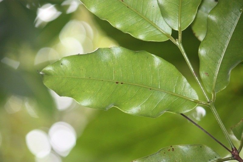 Syzygium cordemoyi leaf