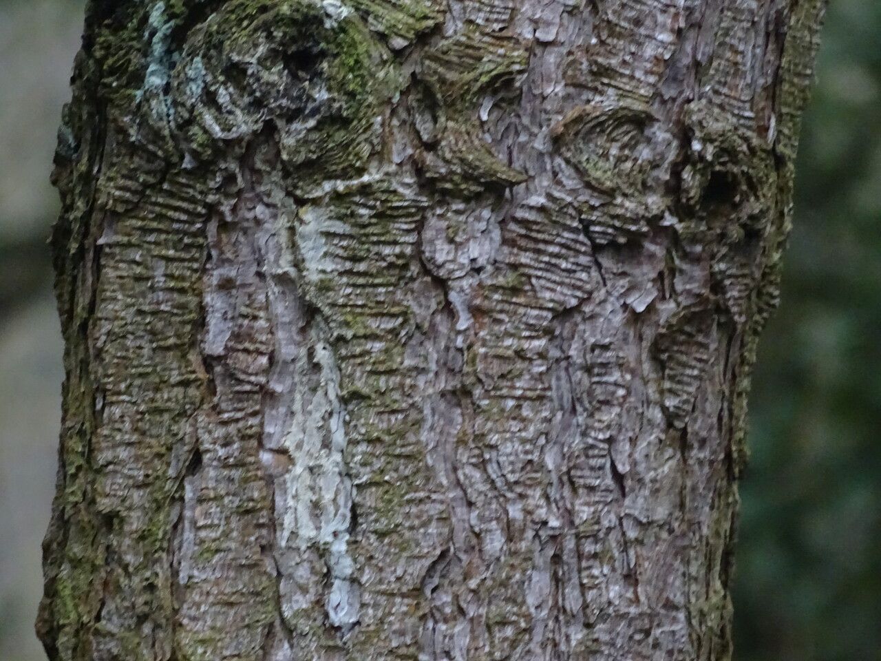 Pinus hwangshanensis bark
