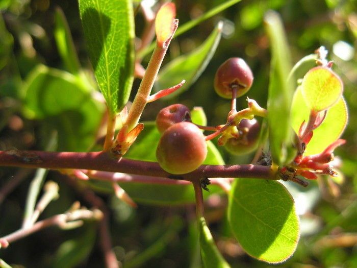 Arctostaphylos stanfordiana fruit