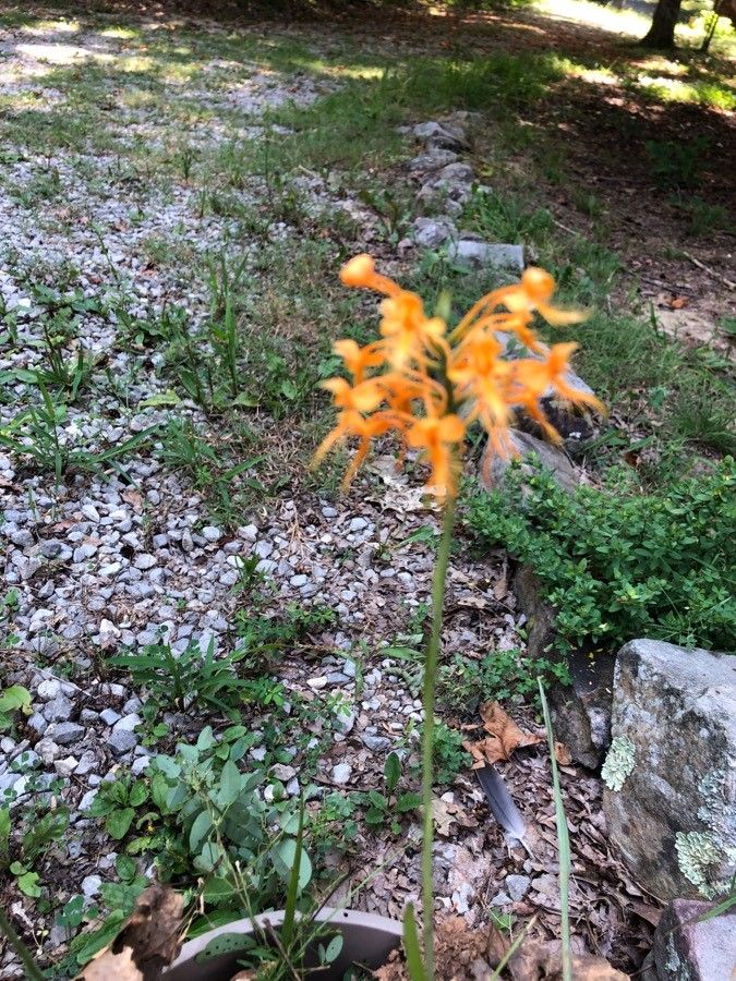 Platanthera ciliaris habit