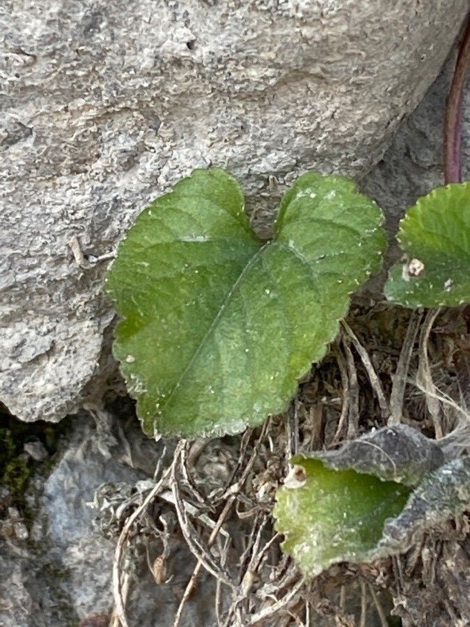 Viola suavis — search result for 'Viola'