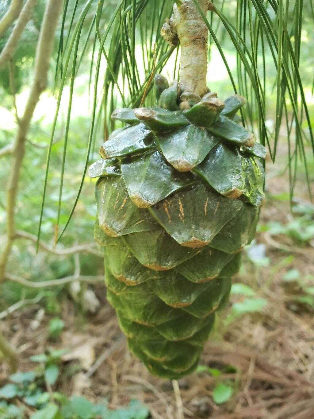 Pinus armandi fruit