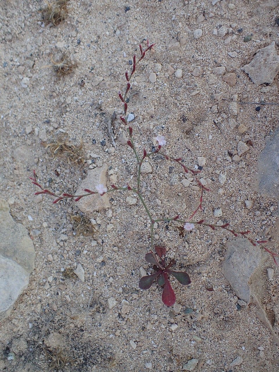 Limonium avei habit