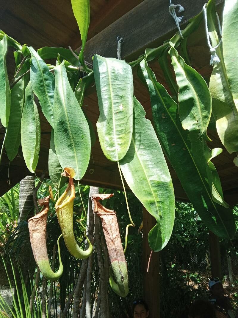 Nepenthes mirabilis bark