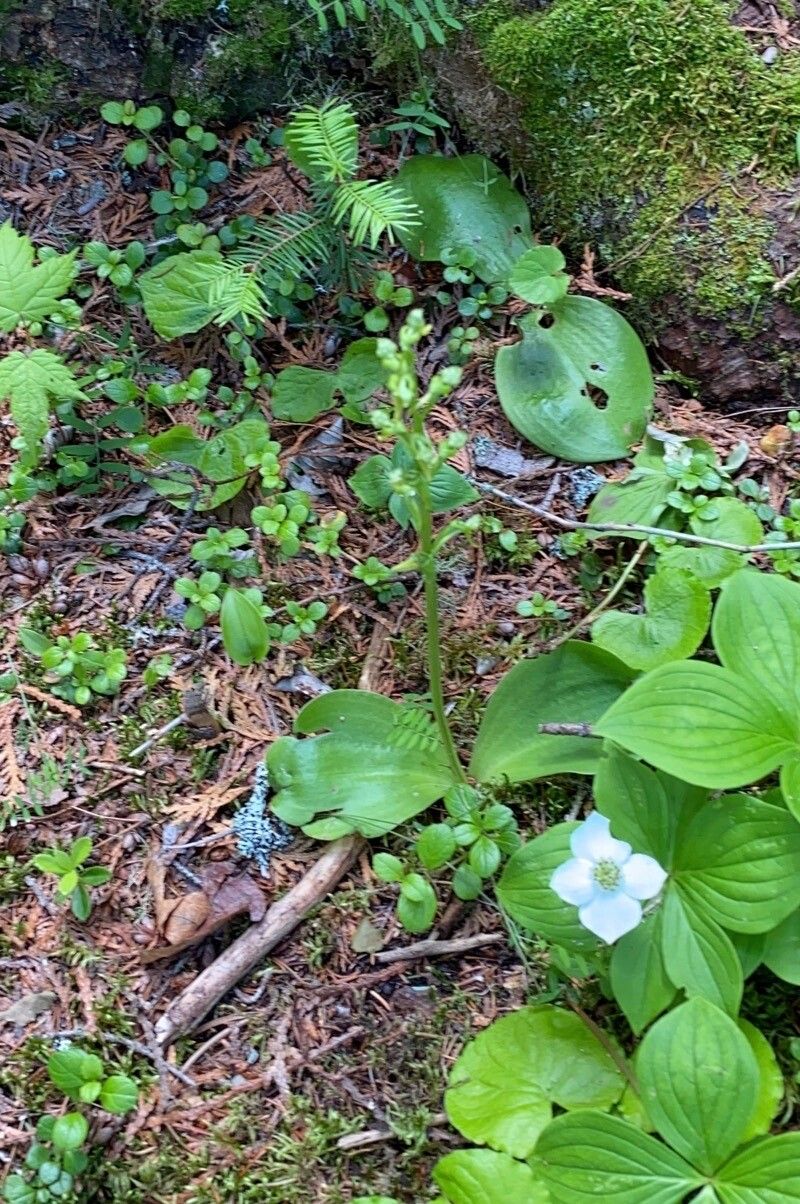Platanthera hookeri — search result for 'Platanthera'