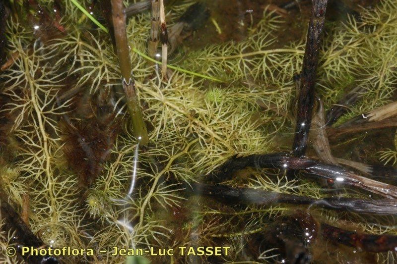 Utricularia stygia habit