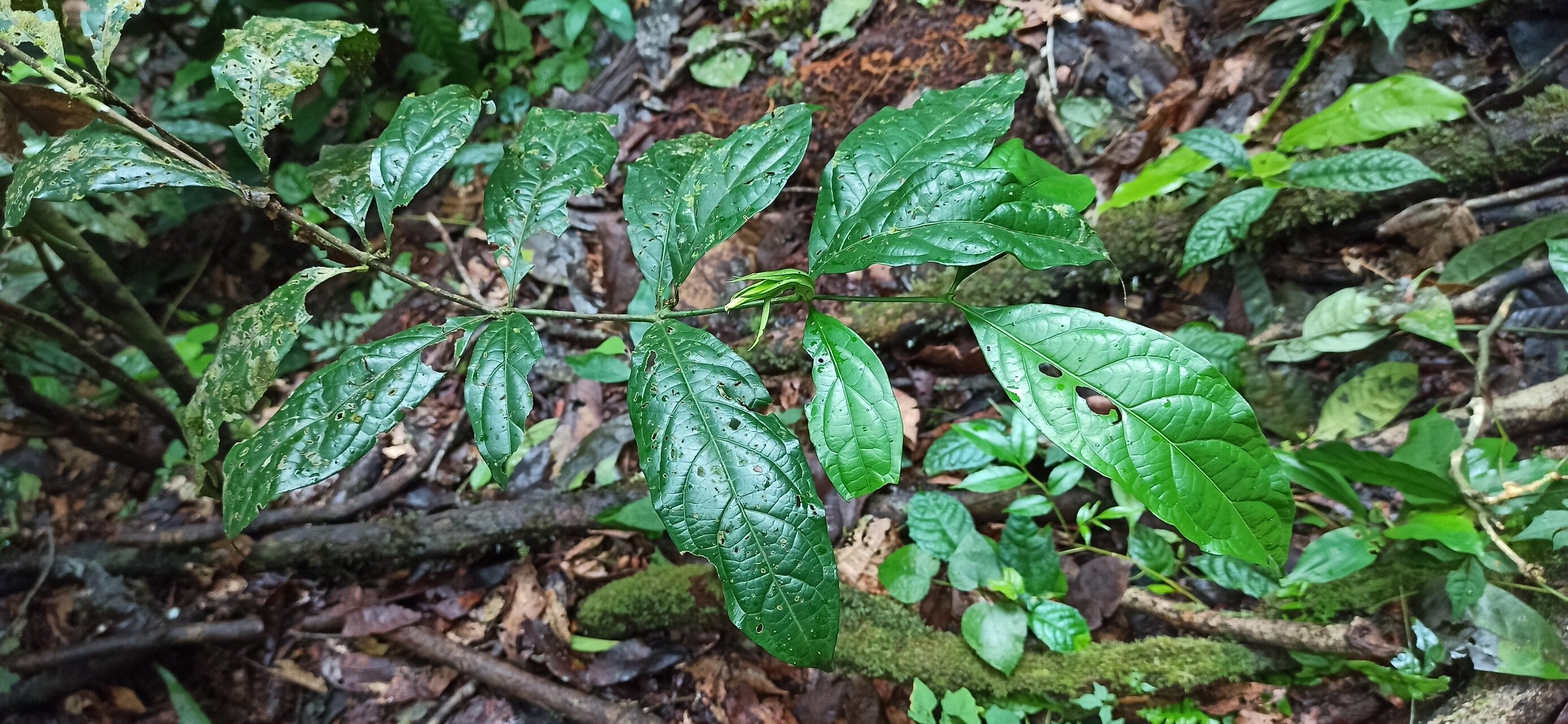 Rothmannia lateriflora — search result for 'Rothmannia'