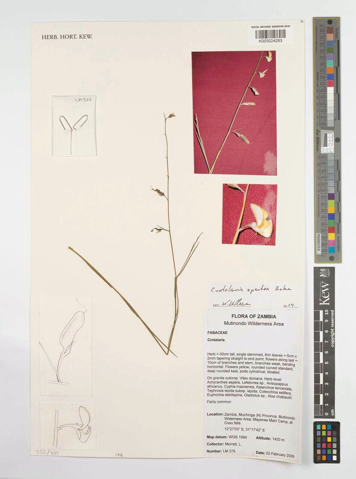 Crotalaria spartea — houseplant care guide