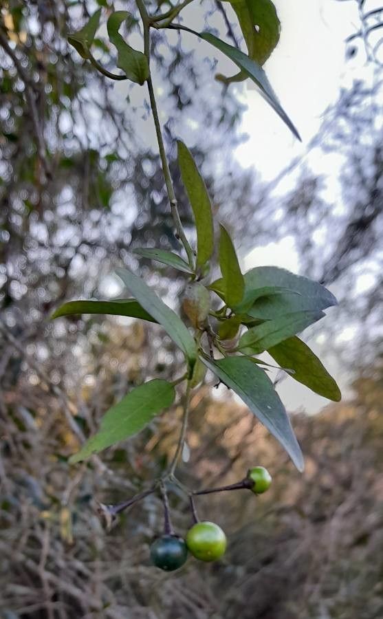 Solanum laxum fruit
