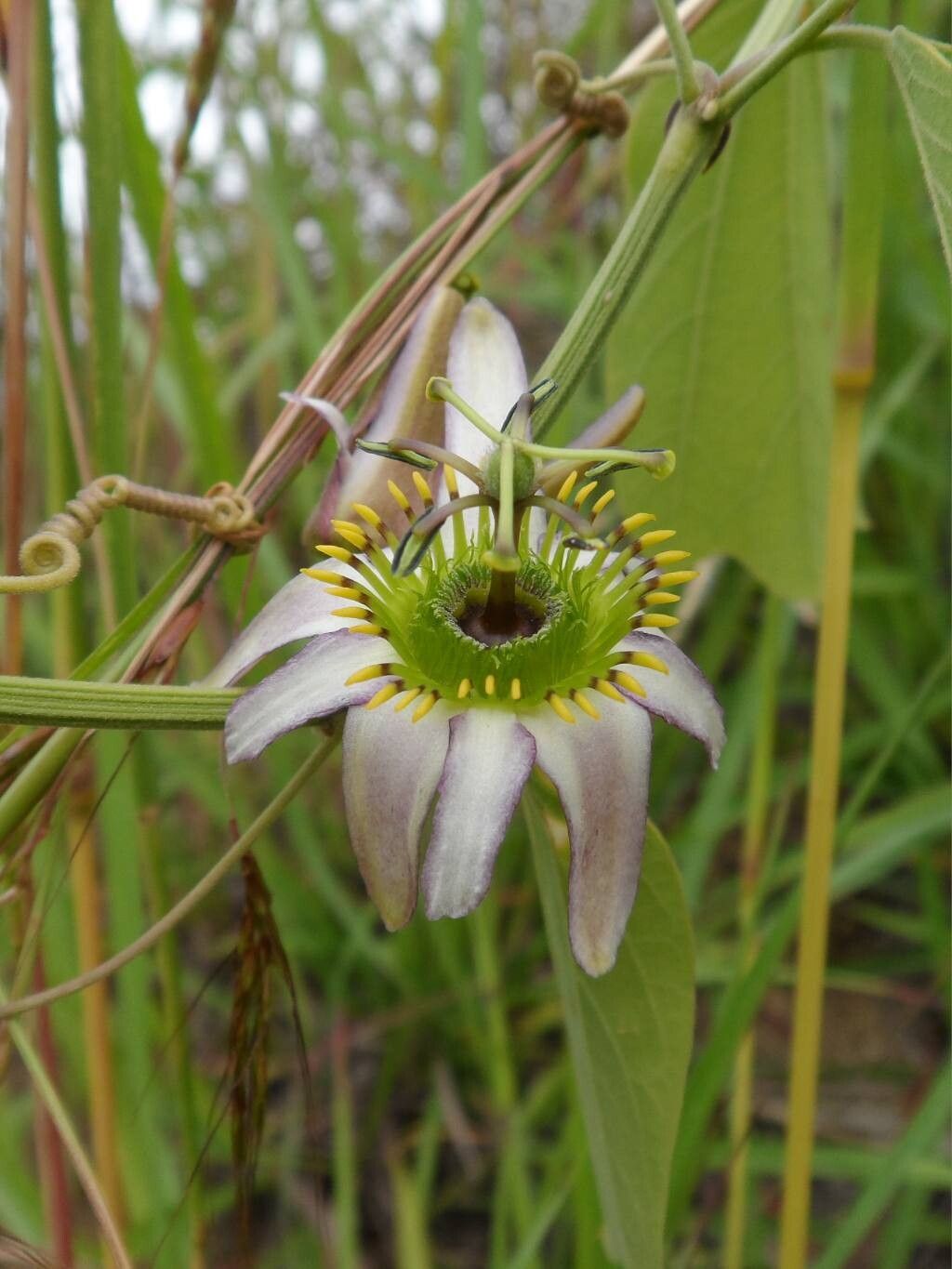 Passiflora alnifolia flower