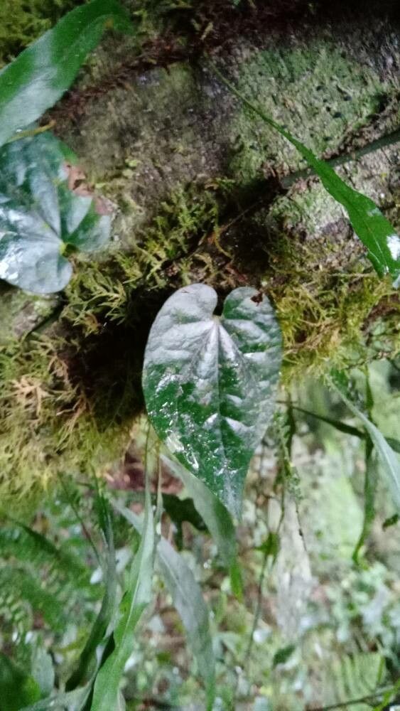 Piper hederaceum — search result for 'Piper'