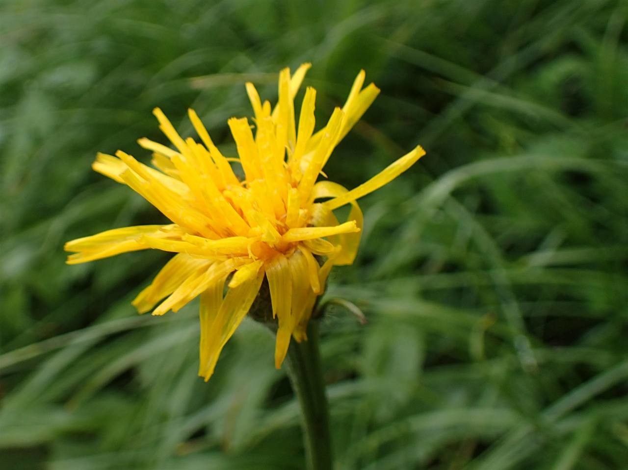 Crepis pontana flower