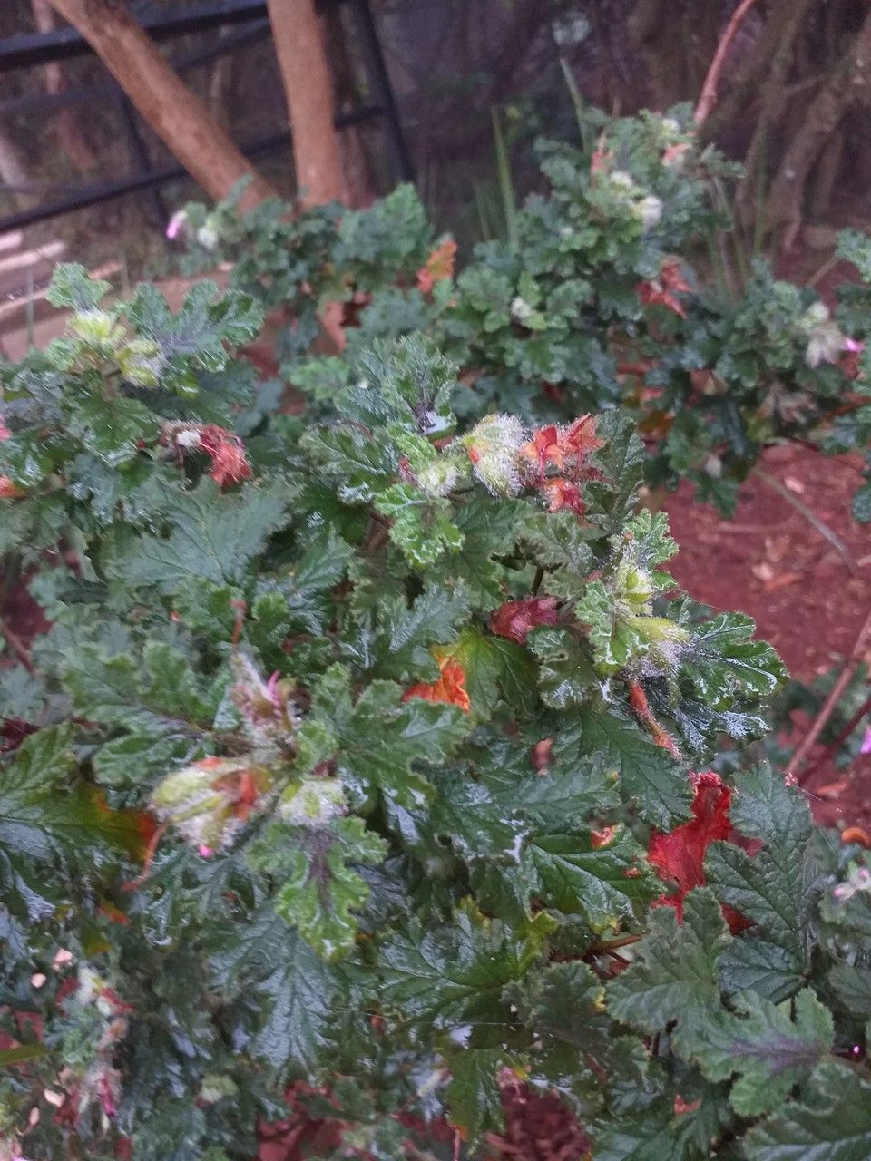 Pelargonium quercifolium — search result for 'Geraniaceae'