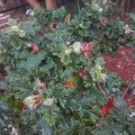 Pelargonium quercifolium